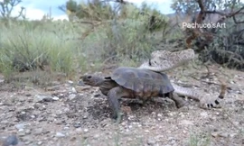 Cảnh tượng hiếm có: Rắn chuông kịch độc chễm chệ cưỡi lưng rùa sa mạc