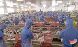 Khung cảnh nhộn nhịp của hàng ngàn công nhân trong nhà máy IDI đang miệt mài thi đua sản xuất