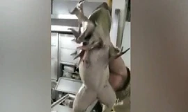 Ếch đột biến có 7 chân ở Trung Quốc