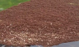 Hàng triệu kiến lửa kết thành bè mảng vượt lũ ở Mỹ