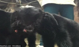Chú cừu con có 2 đầu kì dị ở Trung Quốc. Ảnh: China News