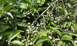 Đầu tháng 9 âm lịch bà con người Mường ở xã Chí Đạo bắt đầu thu hạt dổi (Ảnh: Hồng Duyên).