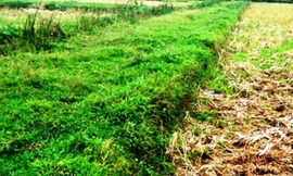 Bờ đất đang còn ở cánh đồng của hai làng mà các cụ cao niên kể được làng Quang Ốc đào trong 1 đêm để phân chia đất đai giữa 2 làng