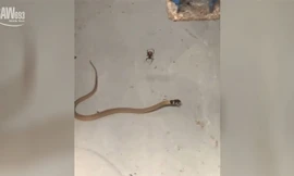 Trận tử chiến rợn người giữa rắn nâu kịch độc và nhện lưng đỏ