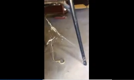 Cuộc giằng co giữa rắn nâu và nhện lưng đỏ kịch độc