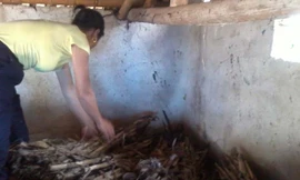 Hiện trường chuồng bò- nơi gia đình bà Lọc trình báo phát có tiếng nổ