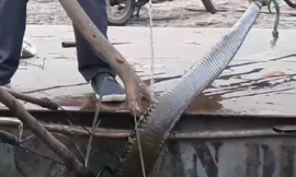 Rùng mình cảnh bắt rắn hổ mang khổng lồ ở Vĩnh Phúc