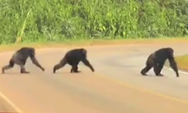 Bầy tinh tinh cẩn thận quan sát khi qua đường. Ảnh chụp màn hình: New Scientist