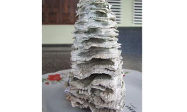 Phú Yên: Phát hiện hàm răng nghi của voi ma mút