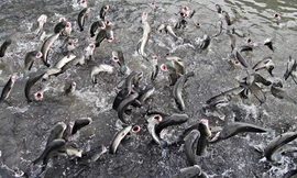 Kỳ lạ đàn cá lóc bay như chim, vạn người đổ về xem