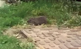 Một con chuột chạy trong vườn sau nhà bà Kimberly. Ảnh: SWNS.