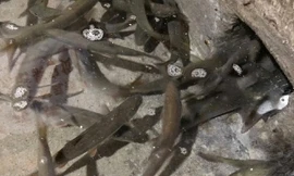 Cứ có sấm sét hàng ngàn con cá lại bơi đến.