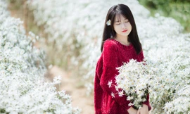 Hot girl Sài thành đẹp như tranh vẽ bên cúc họa mi Hà Nội