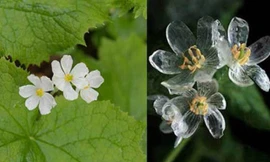 Cánh hoa màu trắng trong điều kiện bình thường (trái) và dạng trong suốt khi tiếp xúc với nước mưa. Ảnh: Interflora