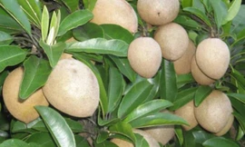 Tác dụng ngừa ung thư thần kỳ của hồng xiêm