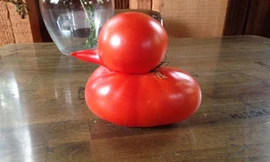 Quả cà chua Davidek tìm thấy trong vườn giống hệt con vịt nhỏ. Ảnh: WNEM.