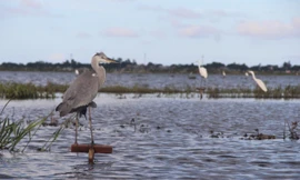 Thợ săn thi nhau đưa cò lên mâm nhậu