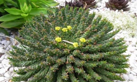 Có lẽ bạn sẽ giật mình với những cây cảnh đẹp lạ thế này