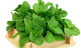 Chữa bệnh hiệu quả bằng những loại thảo mộc