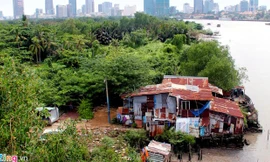 Cuộc sống trong 'khu rừng cỏ lau' giữa Sài Gòn