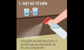 Top 6 mẹo đuổi kiến ra khỏi nhà cực hiệu quả
