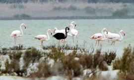 Chim hồng hạc đen nổi bật giữa đàn chim hồng hạc có màu sáng đặc trưng. Ảnh: Reuters