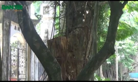 Hà Nội: Cả làng “không ngủ” bảo vệ cây sưa bạc tỷ