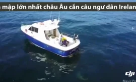 90 phút vật lộn kéo cá mập quái vật nặng 7 tạ