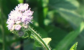 Ảnh minh hoạ: Hoa Ngũ Sắc hỗ trợ hiệu quả trong điều trị mũi xoang