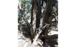 Khẩu súng dựa vào gốc cây bách tại vườn quốc gia Great Basin, Mỹ. Ảnh: Washington Post