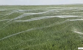 Mạng nhện khổng lồ che phủ cả cánh đồng tại New Zealand