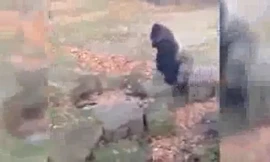 Khỉ đột ném đá khách quay phim