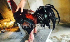 Năm 2013, anh Vũ đã bán một cặp gà "khủng" với giá gần 40 triệu đồng, năm nay anh lại tiếp tục đổi một cặp gà lấy xe Honda PCX trị giá 51.500.000 đồng.