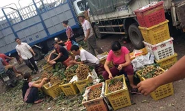 Nhãn Sơn La, Trung Quốc, Thái Lan ngập chợ đầu mối Long Biên