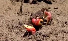 Cua đực nhảy nhót thể hiện uy lực sau cuộc chiến với kẻ thù