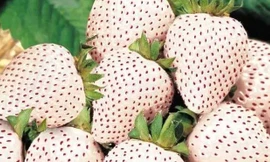 20 loài trái cây hiếm thấy trên Trái Đất, 99% người không biết hết tên