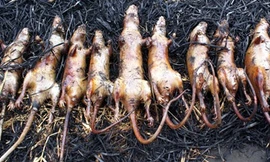 Chợ chuột 'bắt mổ ngay' đầu cao tốc Cầu Giẽ - Ninh Bình