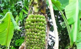 Chen nhau xem buồng chuối khủng hơn 200 nải