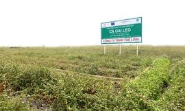 Viêm gan virus và xơ gan đừng quên giải độc gan Tuệ Linh 