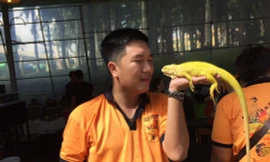 Con kỳ đà màu vàng được cho là vô giá