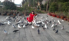 Những chú chim bồ câu lễ tân hiếu khách