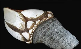 Bất chấp tính mạng để bắt loại ốc được mệnh danh là 'ATM của biển cả'