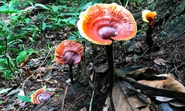 Nấm lim xanh mọc từ thân cây gỗ lim. Ảnh: NVCC.