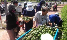 Hàng chục người nhặt cam giúp cụ ông bị lật xe ba gác