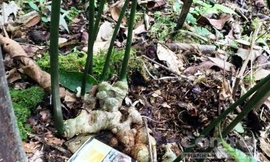 Nơi heo hút bỗng có nhiều 'đại gia' nhờ loài sâm quý