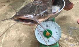 Con cá trê có cân nặng khủng gần 10kg