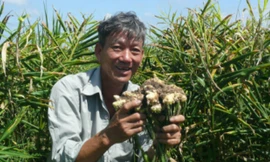 Ông Nguyễn Vũ Anh cho biết năm nay gia đình ông lãi to từ mô hình trồng gừng.