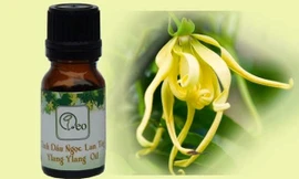 11 loại tinh dầu tăng hưng phấn tình dục