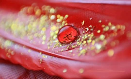 Ảnh minh họa: NP