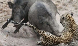 Báo hoa bị lợn rừng đánh hội đồng không thương tiếc